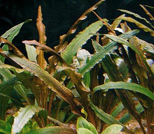 Cryptocoryne albida